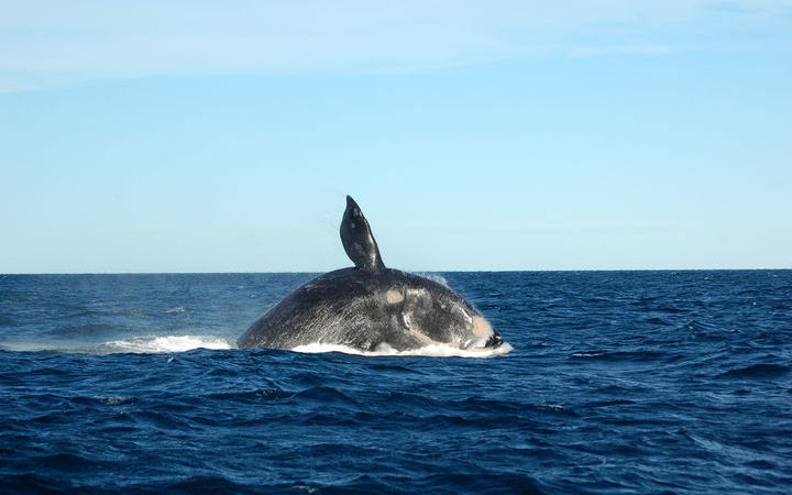 Argentine (Puerto Madryn)
